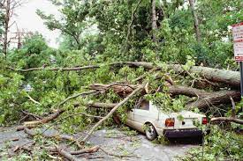 fallen tree on a car